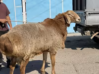 Baran, Arashan sheep — zdjęcie 7