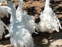 Geese — foto 1