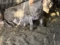 Sow, Pigs — photo 3