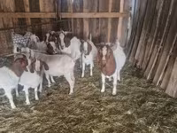 Cabro, Boer goat — foto 1