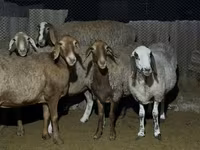 Ovelha, Arashan sheep — foto 5