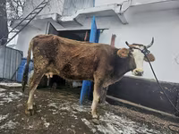 Krava, Skot — foto 2
