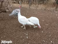 Turkeys — zdjęcie 2