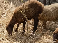 Owce (partia, płeć nieokreślona), Karabakh sheep — zdjęcie 1