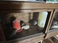 Quails — 照片 2