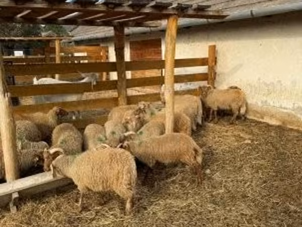 Owce (partia, płeć nieokreślona), Owce