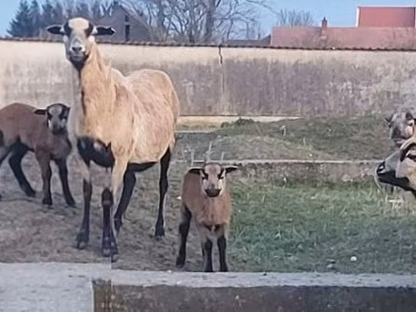 نعجة, Cameroon sheep — هنغاريا