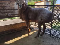 Schaf, Arashan sheep — Foto 4