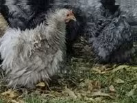 Pékin Bantam — photo 1