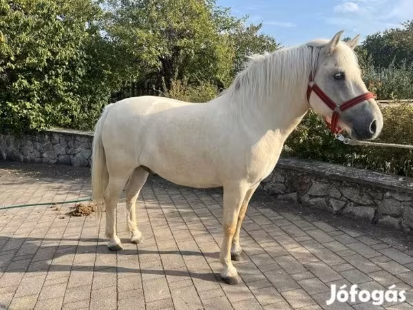 Hing, Fjогd — Magyarország