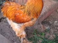 Brahma — foto 1
