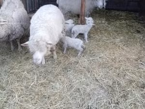 Brebis, Merino sheep — Hongrie