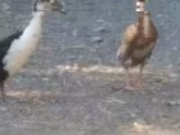 Ducks — photo 4