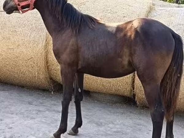 Айғыр, Quarter Horse