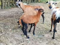 Ram, Cameroon sheep — photo 2