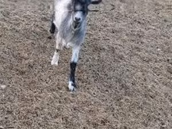 Kozioł, Saanen goat — Węgry