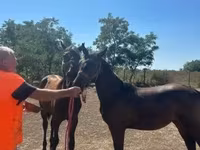 Kanca, Nonius horse — 1. fotó