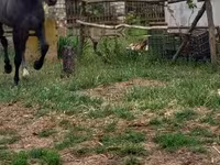 Horse (M), Lipizzaner — photo 1