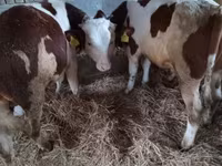 Toro, Simmental cattle — foto 3
