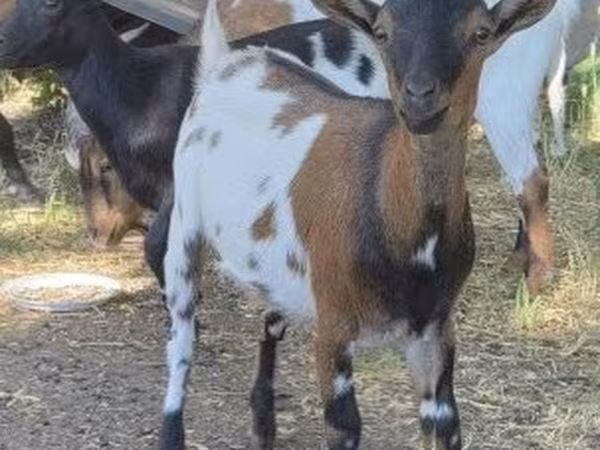 Koza, Kozy — Maďarsko