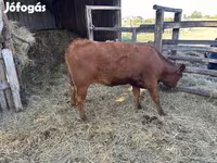 Kuh, Aberdeen-Angus — Foto 3
