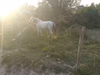 Hing, Azerbaijan horse — 3. fotó