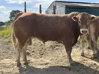 Bull, Limousin cow — photo 3