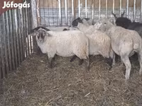 Schaf, Ile-de-France sheep — Foto 7