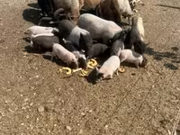 Sow, Pigs — photo 2