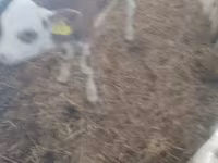 Bulle, Holstein-Rasse — Foto 1