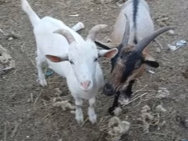 عنزة, الماعز — هنغاريا