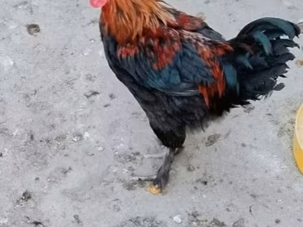 Marans