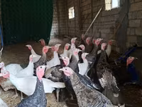 Guinea fowl — photo 2