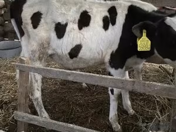 Bika, Holstein fajta