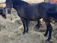 فرس, Hungarian horse breed — الصورة 3