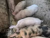 Porcs (lot, sexe non indiqué), Porcs — photo 4
