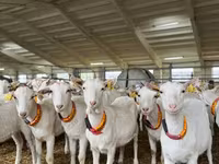 Koza, Saanen goat — foto 4