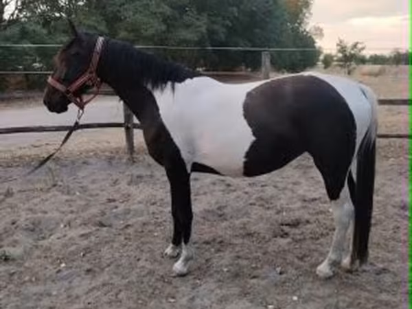 Kanca, Appaloosa