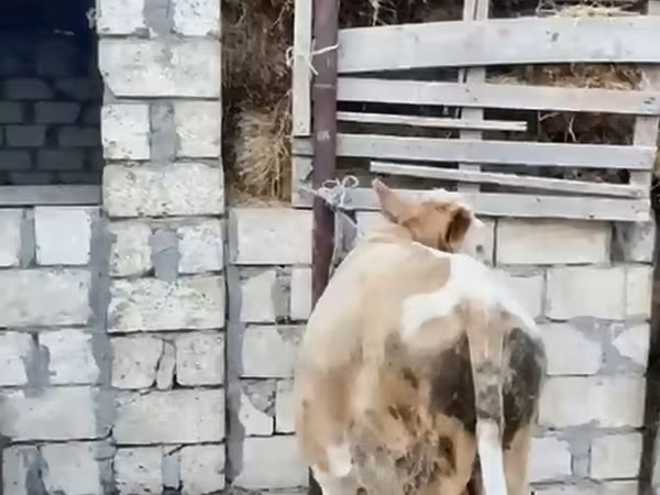 Buğa, Mal-qara