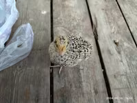 Quails — photo 2