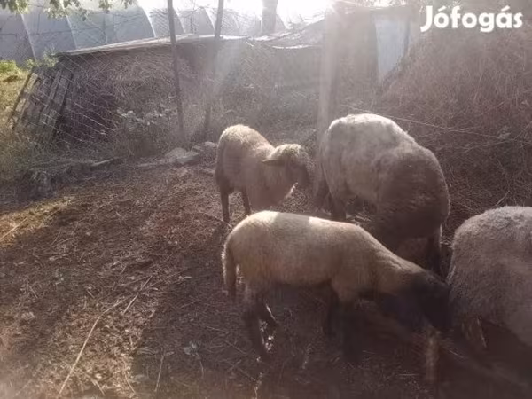كبش, الأغنام — هنغاريا
