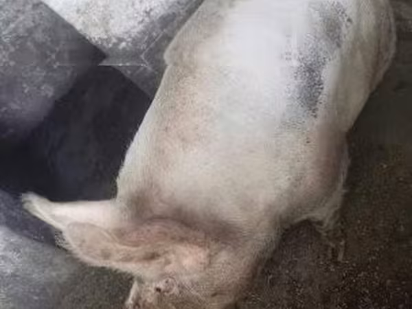 Eber, Schweine — Ungarn