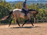Caballo, Quarter Horse — foto 7