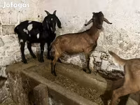 Bak, Nubian Goat — 5. fotó