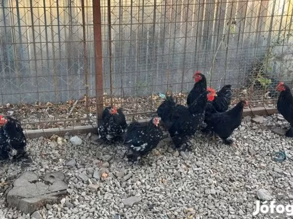 Bantam Pekín