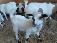 公山羊, Dutch Landrace goats — 照片 1