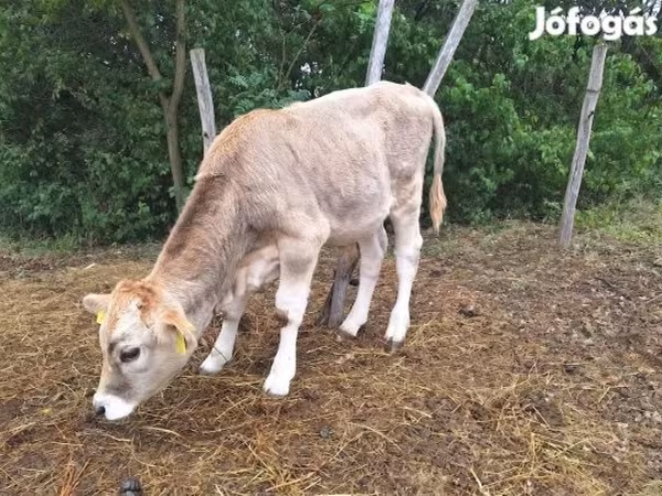 Bika, Barna kárpáti fajta — Magyarország