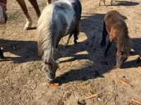 Mare, Horses — photo 8
