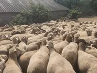 Ovce, Merino sheep — foto 2