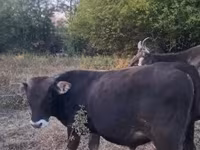 Toro, Raza carpatiana marrón — foto 3